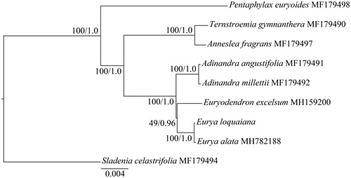 Figure 1. Phylogenetic tree based on nine complete chloroplast genome sequences. Numbers at nodes correspond to ML bootstrap percentages (1000 replicates) and Bayesian inference (BI) posterior probabilities. All the sequences are available in GenBank, with the accession numbers listed right to their scientific names.