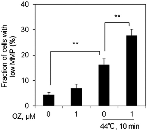 Figure 3. OZ increased HT-induced MMP loss in Molt-4 cells. Cells were pre-treated with OZ (1 μM), and then treated with HT (44 °C, 10 min). After 12 h incubation, cells were collected and subjected to flow cytometry after TMRM staining. The results are presented as mean ± SD (n = 3). **p < 0.01.