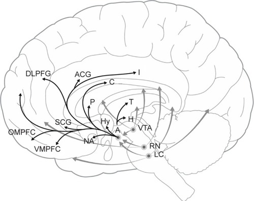 Figure 2 Hypothesized regions contributing to modulation of hedonic tone.