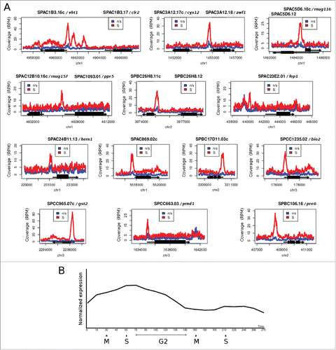 Figure 2. Genes with markedly increased Cbf11 binding to their promoters during S phase/cytokinesis following cdc25–22 block-release. (A) Pooled data from 2 independent ChIP-seq experiments are shown. ‘n/s’ - not synchronized, ‘S’ - S phase/cytokinesis. (B) Average expression levels of genes from (A) during 2 cell cycles, post cdc25–22 block-release. Data were taken from ref. 7. Expression peaks around S/G2.