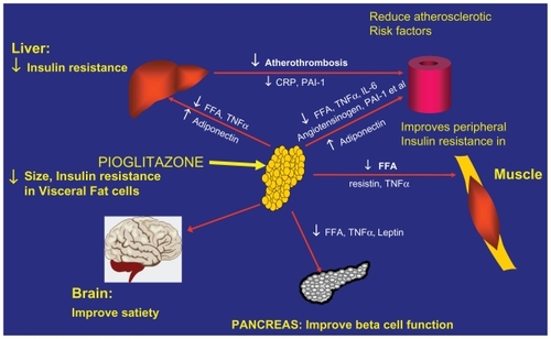 Figure 1 Pleotrophic effects of pioglitazone. Modifying the adipocytokine syndrome: a model relating obesity, insulin resistance, and beta cell dysfunction and atherosclerotic cardiovascular disease.