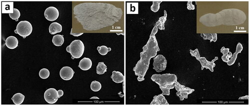 Figure 7. SEM micrographs and optical Appearance (in the insets) of 316 L stainless steel powder produced by (a) GA-, and (b) WA-techniques (Reproduced with permission from[Citation93]).