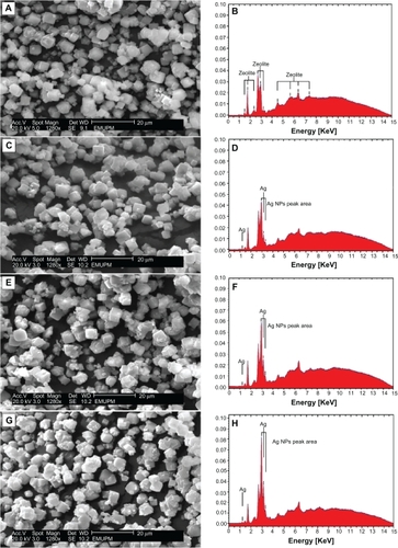 Figure 7 Scanning electron microscopy micrographs and energy dispersive X-ray fluorescence spectrometer spectra, respectively, for the zeolite (A, B) and silver/zeolite nanocomposites (A2 1.0% [C, D], A4 2.0% [E, F], and A5 5.0% [G, H]).