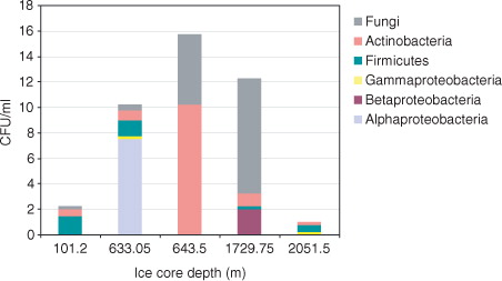 Fig. 1 Distribution of colony-forming units (CFU) representing different phyla/classes cultivated from each North Greenland Eemian Ice Drilling core sample.
