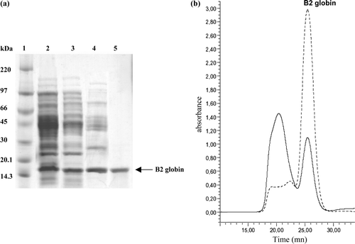 Figure 3.  Expression and purification of recombinant RecB2 globin. (a) Analysis of the purified RecB2 globin by SDS/PAGE on a gradient 4–20% polyacrilamide gel after Coomassie blue staining (1–2 µg proteins/lane). Lane 1, molecular weight markers (kDa shown on the left); lane 2, total fraction of soluble proteins from cells containing the pET-Duet-B2 plasmid; lane 3, supernatant fraction obtained after ammonium sulfate fractionation 60%; lane 4, first purification by DEAE-Sepharose; lane 5, second purification by gel filtration Superdex 75. (b) Elution profile of the RecB2 globin on a superdex 75 10/300GL column after purification on DEAE Sepharose. The elution was followed by the absorbance at 280 nm (solid line) and 414 nm (dashed line).