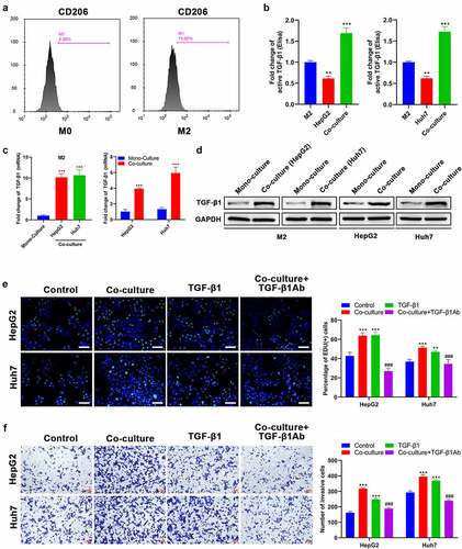 Figure 1. TGF-β1 secreted by M2 macrophages promotes the proliferation and invasion of HCC cells. (a) CD206 expression of THP-1 after treatment with PMA and IL-4/13 was analyzed by FCM. (b) TGF-β1 secretion in mono-culture medium of M2 macrophages and HCC (HepG2 and Huh7) cells and in co-culture medium of M2/HepG2 and M2/Huh7 detected by an ELISA kit. (c) The mRNA and (d) protein expression of TGF-β1 in M2 macrophages, HepG2 cells, and Huh7 cells before and after co-culture was assessed by RT-qPCR and Western blot, respectively. HepG2 and Huh7 cells were cultured with different treatments as follows: mono-culture (used as the control group), co-culture, TGF-β1 treatment, co-culture + TGF-β1Ab pretreatment, and their (e) proliferation and (f) invasion were analyzed using Edu and transwell assays, respectively. **P < 0.01 and ***P < 0.005, vs. M2 or mono-culture or control; ###P < 0.005, vs. co-culture. Scale bar = 100 μm.