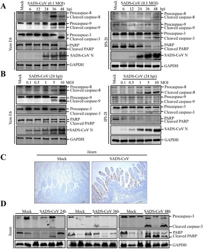 Figure 2. Effects of SADS-CoV infection on caspase activation and PARP cleavage in vitro and in vivo. (A and B) SADS-CoV infection activates caspase-8, -9, -3 and cleaved PARP in vitro. Western blot analysis of caspase activation in SADS-CoV-infected cells (0.1 MOI) at different times or MOIs at 24 hpi. GAPDH was used as internal loading control. (C) Representative microphotographs of viral antigen immunochemical staining in SADS-CoV -non-infected and -infected ileal tissues (Bar: 200 μm). (D) SADS-CoV infection activates caspase-3 and cleaved PARP in vivo. Western blot analysis of the protein expression levels of caspase-3 and cleaved PARP in ileal samples from SADS-CoV -non-infected and -infected piglets at 24, 36, and 48 hpi. GAPDH was used as internal loading control.