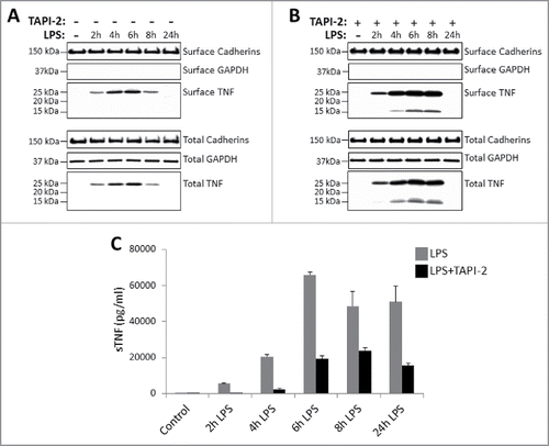 Figure 2. Kinetics of TNF expression in monocyte-derived dendritic cells post LPS treatment. Day 5 human CD14+ monocyte-derived DCs were either untreated or treated with LPS in the absence (A) or presence (B) of 20 μM TACE inhibitor, TAPI-2, for the indicated periods of time. Cell surface proteins were labeled with cell-impermeable Sulfo-NHS-SS-biotin. Biotinylated surface proteins were precipitated with streptavidin-conjugated agarose beads. Cell surface biotinylated and total proteins were subjected to immunoblotting using anti-TNF IgG. Cadherins and GAPDH protein expressions were used as total protein and cell surface biotinylation loading controls. Cell-free culture supernatants of DCs as treated in (A) and (B) above were assayed for the presence of soluble TNF (sTNF) (C) by ELISA.