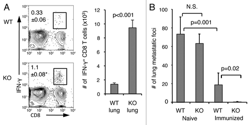 Figure 3. Enhanced memory CD8+ T-cell recall responses and improved antitumor immunity in the lung in the absence of B7-H1. On day 35 after immunization, immunized or naïve WT and B7-H1-deficient mice were injected (i.v.) with 5x105 B16-OVA tumor cells. (A) Percentage and absolute numbers of IFNγ+ CD8+ T cells in the lung of immunized mice (mean ± SD, n = 3) on day 4 after tumor injection. *p < 0.01 compared with WT mice. (B) Metastatic tumor foci in the lung tissue were identified and counted on day 20 after tumor injection (mean ± SD, n = 5). One of two independent experiments is shown. N.S.: not significant.