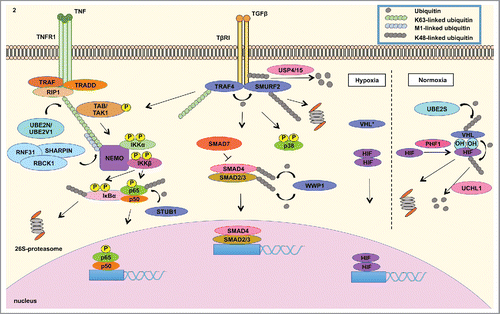 Figure 2. Misregulated expression of members of the ubiquitin cascade contributes to the aberrant signaling of various pathways in cancer. (LEFT) The UBE2N/UBE2V1 E2 ubiquitin conjugating enzyme complex catalyzes the Lys63-linked ubiquitination of NEMO that recruits the TAK1/TAB1/2 complex to activate the IKK complex, which is composed of IKKβ, IKKα and NEMO. IKKβ phosphorylates IκBα, which is Lys48-linked ubiquitinated and subsequently degraded by the 26S-proteasome.Citation2 This event releases NFκB to translocate into the nucleus to mediate the transcription of a signature of genes involved in inflammatory response. STUB1 E3 ligase negatively regulates NFκB signaling by catalyzing the degradation-inducing Lys48-linked ubiquitination of p65 subunit of NFκB.Citation23 (CENTER) In addition, cancer cells take advantage of overexpressed TRAF4 to modulate TGFβ signaling. TGFβ activation culminates in the nuclear translocation of SMAD2/3/4 complex to modulate gene transcription. SMAD7 is a negative regulator of TGFβ signaling by recruiting SMURF2 E3 ubiquitin ligase to ubiquitinate TβRI, leading to the proteasomal degradation of the receptor and mitigation of signalingCitation79 TGFβ signaling is regulated by TRAF4 E3 ligase mediated Lys48-linked ubiquitination of SMURF2 E3 ligase. The latter E3 ligase catalyzes the degradation signal of TGFβ receptor I (TβRI), in which these events mitigate the activation of the signaling pathway. TRAF4, on the other hand, is conjugated to Lys63-linked ubiquitin polymers to activate TAK1/TAB1/2 complex that induces the signaling of p38 MAPK and NFκB. TRAF4 further interacts with deubiquitinating enzyme USP15 and USP4, which remove the degradation signal from TGFβ receptor I. These events contribute to the stabilization of TGFβ signaling.Citation34 (RIGHT) Tumor adaptation to hypoxia is highly attributed to HIF signaling. Under normal oxygen level condition (normoxia), VHL E3 ligase binds to hydroxylated Proline residue in HIF catalyzed by PHD proteins. VHL then catalyzes the Lys48-linked ubiquitination of HIF, leading to proteasome degradation. UBE2S enzyme controls VHL protein stability. Under low oxygen conditions (hypoxia), inactivating of VHL (either by mutations or decreased expression) contributes to HIF isoform stabilization, which mediates the transcription of genes involved in tumor adaptation to hypoxia, including angiogenesis.Citation15,45 These signaling events governed by members of the ubiquitin cascade all contribute to EMT, cellular proliferation, migration, invasion, chemotherapy resistance and metastasis.