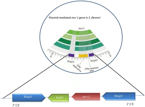 Figure 3 Structure of genes surrounding mcr-1 in S. flexneri.