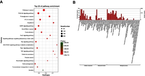 Figure 2 KEGG pathway enrichment and GO analysis of the differentially methylated miRNA genes. (A) Top 20 most enriched signaling pathways. Dot size reflects the number of genes enriched in each signaling pathway. Dot color indicates P-value. (B) GO enrichment analysis of all differentially methylated genes.