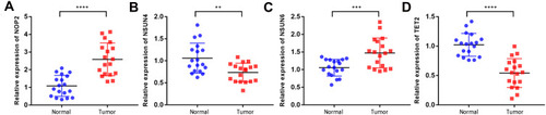 Figure 9 mRNA expression patterns of four prognostic m5C RNA methylation regulators in ccRCC (A-D). mRNA expression patterns of four prognostic m5C RNA methylation regulators in 18 pairs of fresh ccRCC tissue and non-cancerous tissues. **P < 0.01, ***P < 0.001, ****P < 0.0001.
