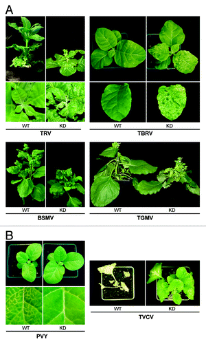 Figure 2. Typical systemic symptoms induced by different viruses in WT and coilin KD plants. (A) Symptoms of viruses with pathogenicity enhanced by coilin deficiency: TRV (N. tabacum, at 21 dpi), TBRV (N. tabacum, at 21 dpi), BSMV (N. benthamiana, at 20 dpi), and TGMV (N. benthamiana, at 21 dpi). (B) Symptoms of viruses with pathogenicity reduced by coilin deficiency: TVCV (N. benthamiana, at 26 dpi) and PVY (N. tabacum at 7 dpi).