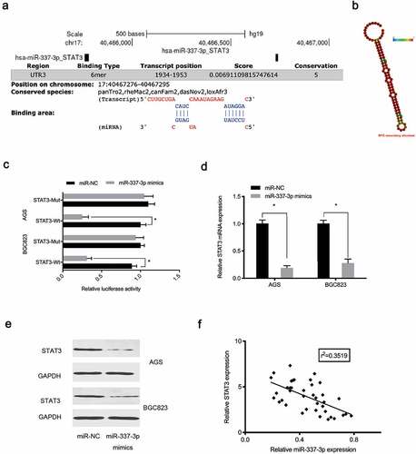 Figure 5. MiR-337-3p targets STAT3 in GC. (a) STAT3 binding sites for miR-337-3p were predicted using online software. (b) MiR-337-3p secondary structure. (c) Targeting interactions between STAT3 and miR-337-3p were analyzed using the dual-luciferase reporter assay. (d, e) MiR-337-3p mimics reduced STAT3 levels in AGS and BGC823 cells. (f) The association between miR-337-3p and STAT3 in GC tissue. *P < 0.05