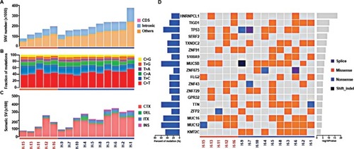 Figure 2 Genetic alterations and significant mutated genes in HER2+ and HER2− samples.Notes: Samples were grouped by HER2 status and sorted in descending order according to the number of somatic SNVs. (A) Number of somatic SNVs; (B) mutation spectrum; (C) number of somatic SVs including interchromosomal translocation (CTX), deletion of large fragment (DEL), intrachromosomal translocation (ITX) and insertion of large fragment (INS) and (D) summary of significant mutated genes.Abbreviations: HER2, human epidermal growth factor receptor 2; SNV, single nucleotide variant; SV, structural variation.