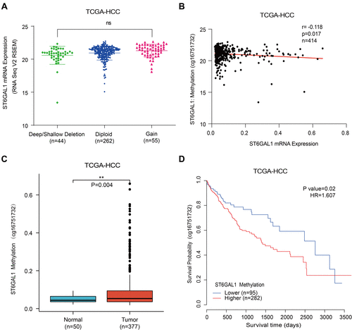 Figure 3 The associations of ST6GAL1 mRNA expression with gene copy number variation and methylation in HCC. (A) The ST6GAL1 mRNA expression in tumor tissues of gene copy neutral (n = 262), deletion (n = 44), and duplication (n = 55) groups in the TCGA-HCC database; (B) The correlation between ST6GAL1 mRNA expression and gene methylation level of liver tissues in the TCGA-HCC database; (C) The ST6GAL1 methylation levels in HCC (n = 377) and normal liver tissues (n = 50) in the TCGA-HCC database; (D) The overall survival analysis between ST6GAL1 methylation level and HCC in the TCGA-HCC database. **p < 0.01.