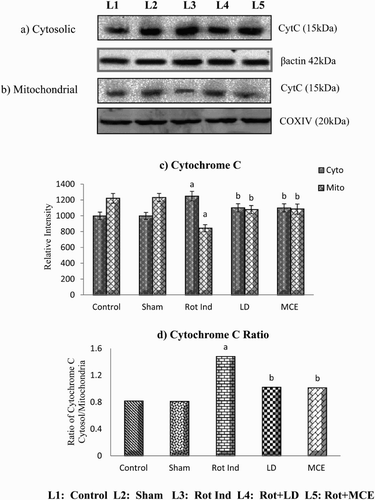 Figure 5. Immunoblot analysis of cytosolic (a) and mitochondrial (b) cytochrome c in the striatum of experimental animals followed by densitometric analysis of respective protein levels (c). (d) depicts the ratio of cytosolic and mitochondrial cytochrome c. Values are expressed as mean ± SEM for three experiments in each group. Values are statistically significant at the level of P < 0.05 where ‘a’ represents Control, Sham Vs other groups, ‘b’ represents Rot Ind vs LD, MCE.