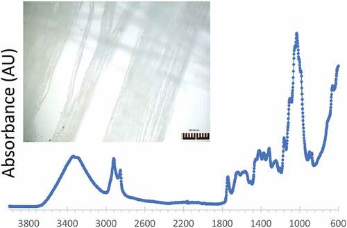 Figure 7. Fourier transform infrared (FTIR) spectra of Cannabis sativa L. fibers (Absorbance vs Wavenumber). Inset: Optical microscopy image of the area scanned by the FTIR microscope.