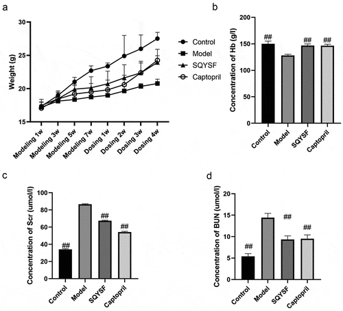 Figure 1. SQYSF alleviated renal functional damage in CKD mice. (a) The body weights of modeling 1 week, 3 weeks, 5 weeks, 7 weeks and 1 week, 2 weeks, 3 weeks and 4 weeks after administration were measured respectively. (b) Detect the Hb content after 4 weeks of administration. (c) Detect the Scr content after 4 weeks of administration. (d) Detect the BUN content after 4 weeks of administration. ##, p < 0.01, compared with the model group.