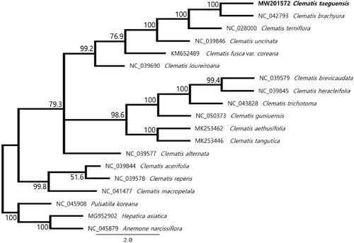 Figure 1. The maximum likelihood phylogenetic tree of Clematis taeguensis Y.N.Lee and related taxa based on 92 protein-coding genes. The numbers on each node are the bootstrap support values. The species Pulsatilla koreana, Hepatica asiatica, and Anemone narcissiflora were set as outgroups.