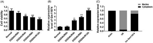 Figure 1. preliminary analysis of lncRNA Gm11974. A. The cell viability was decreased with the time development of OGD exposure. B. The expression of lncRNA Gm11974 was increased with the time development of OGD exposure. C. lncRNA Gm11974 located in cytoplasm.