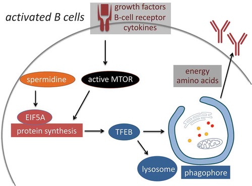 Figure 1. Anabolism and catabolism are upregulated in activated B cells in a coordinated manner. MTOR integrates growth and nutrient signals to promote translation and cellular growth. Despite the high MTOR activity, autophagy is also upregulated in activated B cells via MTOR-independent signaling pathways. High autophagic flux relies on efficient protein synthesis. Specifically, spermidine sustains optimal translation via hypusinating EIF5A, which is required for maintaining high TFEB protein levels. Autophagy may in turn provide nutrients and degrade damaged organelles to assist the high growth rate and antibody production of activated B cells.
