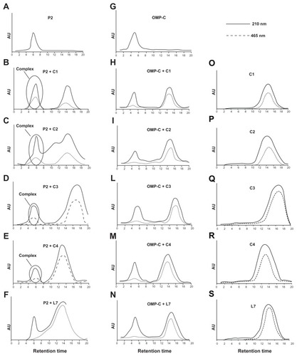 Figure 6 Binding of complementary peptides to porin P2 and OMPC by gel filtration. Peptides C1, C2, C3, C4 and L7 (panels O–S) were mixed to porin P2 (panels A–F) or porin OMPC (panels G–N) with a molar ratio protein/peptide of 1/50.Notes: The binding mixture was held for 1 hour at 37°C and then was loaded on a PD-10 column containing Sephadex G-25 medium. The collected fractions were analyzed by UV spectrometry and the chromatographic profile obtained at 210 nm and 465 nm is shown.