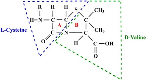 Figure 4. The core of penicillin derivatives is a cyclic dipeptide consisting of two amino acids (D-valine and L-cysteine) (A – β-lactam ring. B – thiazolidine ring).