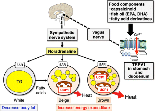 Figure 4. Anti-obesity effect of food intake via activation of the TRPV1-SNS-BAT axis. TRPV1: transient receptor potential vanilloid 1, SNS: sympathetic nervous system, β-AD receptor: β-adrenergic receptor.