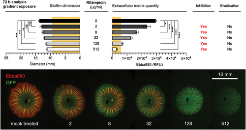 Figure 9. Rifampicin dose-response biofilm-AST of Salmonella biofilm. Effects of different concentrations of rifampicin on the diameter (mm) and the quantity of ECM-curli measured by fluorescence (RFU) from EbbaBiolight™680 bound to curli in biofilm formed by the GFP-expressing strain Salmonella Enteritidis 3934-p2777. The diameter (9.5 mm) and quantity of ECM-curli (5926 RFU) in the pre-treatment biofilm is indicated in the graphs by the yellow background. Inhibitory or eradication effects of rifampicin on the biofilms are indicated by yes/No. Data is based on three experimental replicates with two technical repeats. P-values <0.05, <0.01, <0.001 and < 0.0001 are indicated as *, **, *** and ****, ns = non-significant. The fluorescence images in the bottom panel visualize the effects of different concentrations of rifampicin (0–512 μg/ml) on biofilm formation. Images were collected by automated microscopy Reprinted from Eckert et al. 2022 [Citation132], (open access CC by 4.0).