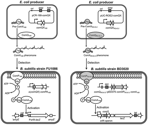 Figure 5. Scheme of production of the ComX pheromone in the E. coli cells and detection of the heterologously produced ComX168 and ComXRO-E-2 pheromones by the two B. subtilis tester strains.Both tester strains were derived from strain 168. Strain FU1086 lacks the comQX168 genes but it is able to respond to the extraneous ComX168 pheromone through the ComPA168 two-component system to induce the lacZ expression under the control of the srfA promoter. Strain BD3020 does not possess either comQ168 or comQRO-E-2, and the comXP168 genes are replaced with comXPRO-E-2 in this strain. Strain BD3020 is able to detect the extraneous ComXRO-E-2 pheromone by ComPRO-E-2, which phosphorylates ComA168 leading to induction of the lacZ gene integrated into the srfA operon. Production of pre-ComXRO-E-2 without prenyl modification in the BD3020 cells does not affect the pheromone detection [Citation21,Citation23].