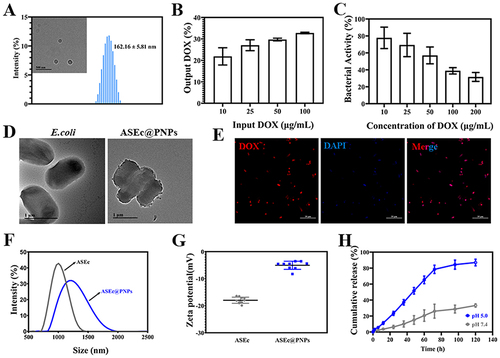 Figure 2 Characterization of ASEc@PNPs. (A) TEM image (inset) and size distribution of PNPs. (B) DOX relative loading of the ASEc. (C) Bacterial viability of ASEc@PNPs at different DOX concentrations. (D) TEM images of E. coli and PNPs-loaded ASEc. Scale bar: 1 μm. (E) CLSM image of PNPs-loaded ASEc. Red fluorescence represents PNPs, and blue fluorescence represents DAPI labeled ASEc. Scale bar: 10 μm. (F) Hydrodynamic diameter and (G) zeta potential of ASEc, and PNPs -loaded ASEc. (H) In vitro drug release curves of ASEc@PNPs.