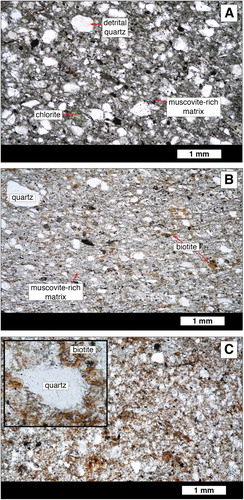 Figure 4. A, Greenschist facies rock with detrital grains in a metamorphic matrix from outside of the contact aureole. Sample CAL12B (field number). B, Albite-epidote hornfels facies rock from next to the Caledonian Mine contains biotite, muscovite, chlorite and quartz within the matrix. Metamorphic feldspar (albite) is present but not visible. Sample CAL7. C, Hornblende hornfels facies rock from near the Dunphy Granite displays an abundance of randomly oriented biotite grains. Sample CAL3. Locations of samples can be seen in Figure 2 and Figure 5.