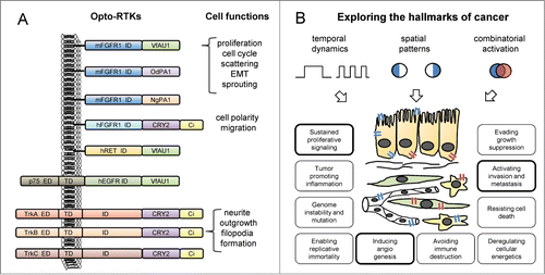 Figure 1. Recently published optically controlled receptor tyrosine kinases (Opto-RTKs) and potential applications in cellular oncology. (A) Design principles of the first Opto-RTKs recently described by our groups in Austria and the group in Korea and accessible cellular functions. Manipulated RTKs include murine/human fibroblast growth factor receptor 1 (m/hFGFR1), human epidermal growth factor receptor (hEGFR), human ret proto-oncogene (hRET), and tropomyosin-related kinase A/B/C (TrkA/B/C). Activation was achieved through attaching light oxygen voltage (LOV) domains of V. frigida aureochrome 1 (VfAU1) or O. danica/N. gaditana putative aureochrome 1 (Od/NgPA1) to the intracellular domains (ID) of the receptors. Extracellular (ED) and transmembrane domains (TD) were either retained or removed. Fluorescent proteins such as mCitrine (Ci) can be further added to the protein. (B) Opto-RTKs can be used to test the effects of temporally or spatially defined signaling patterns on cancer-related functions. By (co-)expressing Opto-RTKs that respond to light of different color (depicted in blue and red) in specific cell types (e.g., epithelial cells, fibroblasts, endothelial cells, immune cells), an additional level of control can be achieved. Hallmark characteristics linked to cell functions that were manipulated by light via Opto-RTKs in the recent publications are highlighted.