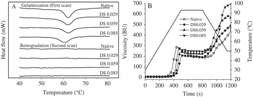 Figure 3. Thermal and pasting properties of four starches. A: Thermogram of gelatinization and retrogradation; B: Pasting curves measured by Brabender Viscograph.