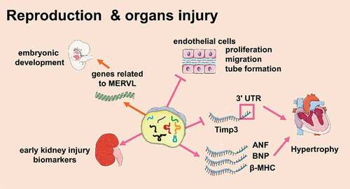 Figure 5. tsRNAs are associated with multiple organs injuries (Created with Servier Medical Art, https://smart.servier.com)