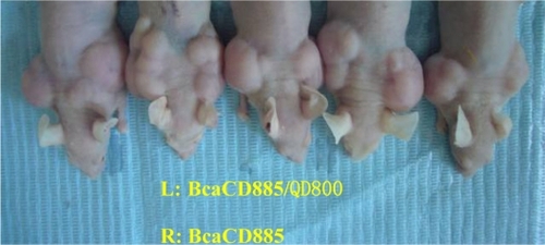 Figure 3 BcaCD885/QD800 and BcaCD885 cells tumorigenicity in vivo was monitored for 21 d after cells inoculation. The left backs (L) of nude mice are BcaCD885/QD800 group and the rights (R) are BcaCD885 group.