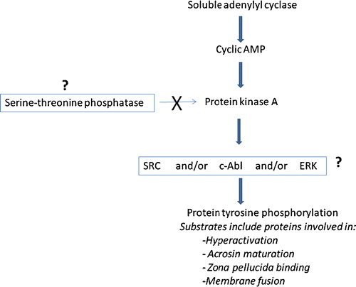Figure 3  Simplified cascade of signaling pathways reported to be involved in sperm capacitation. Major questions remain regarding how protein kinase A promotes the tyrosine phosphorylation of sperm proteins during capacitation. Both receptor and non-receptor tyrosine kinases may be involved.
