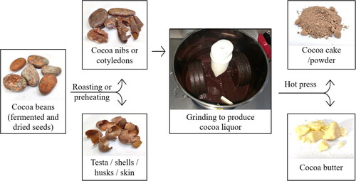 Figure 1. Main components of cocoa beans arising from their process.