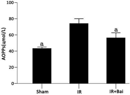 Figure 3. Changes in advanced oxidation protein products (AOPPs) in rats after renal ischemia–reperfusion injury. Ischemia–reperfusion induced increases in AOPP levels. Treatment with Bai significantly decreased AOPPs levels (one-way ANOVA test; a p <  0.05; compared with the IR group; n = 8).