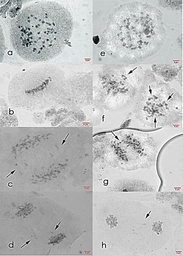 Figure 5. Meiosis I cells of Saccharum officinarum L. (OIO, 1000×). (a–d) var. VMC 84-947: (a) diakinesis with 49II; (b) metaphase I; (c) anaphase I with laggards; (d) telophase I with laggards. (e–h) var. PSR 00-343: (e) diakinesis with 45II; (f) non-congressional alignment and metaphase I with tripolar spindle; (g) anaphase I with laggards; (h) telophase I with laggards.