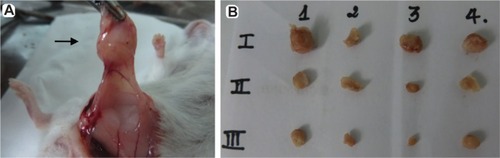 Figure 7 Tumor mass harvested from mice on day 15. After sacrificing mice, tumors were collected by surgery.