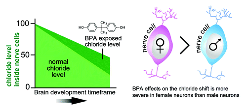Figure 1. Exposure to BPA may disrupt development of the central nervous system by slowing down the removal of chloride from neurons. As an organism matures and the brain develops, chloride levels inside neurons decrease. However, when exposed to BPA, the chloride is removed more slowly from neurons. Female neurons appear to be more susceptible to the effects of BPA. In regards to the abscissa (left-hand), note a relevant ontological difference between rodents and humans: the chloride shift that coincides with the upregulation of KCC2/Kcc2 gene expression occurs between developmental stages E17 and P20 in rat neurons.Citation11,Citation62 In humans, KCC2 levels start increasing by the second trimester and reaches a peak at birth.Citation15,Citation22,Citation63