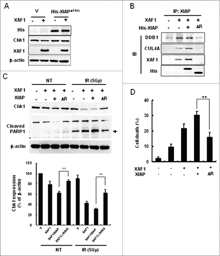 Figure 6. Role of the RING domain of XIAP in the XIAP-XAF1-mediated Chk1 degradation. (A) Vector (V) or His-XIAPΔRING-expressed cells were transfected with a construct that encodes XAF1. XIAPΔRING is histidine-tagged and detected by western blot analysis with antibody against the tag (His). Chk1, XAF1 and β-actin were also detected by western blot analysis. (B) A549 cells were transfected with constructs that are specified in the figure (XAF1, His-XIAP and ΔR). ΔR indicates XIAPΔRING. Cell extracts were prepared and immunoprecipitated with antibody against XIAP. Co-immunoprecipitated proteins were detected with the specified antibodies by western blot analysis (IB). (C) A549 cells were transfected with constructs that are specified in the figure. Cells were treated with or without 5 Gy IR and incubated for 12 hr. Cells were harvested and whole cell extracts were prepared to detect Chk1 and PARP1 cleavage by western blot analysis (upper panel). An arrow indicates cleaved PARP1. Levels of Chk1 protein in each lane, as determined by densitometry, were normalized to those of β-actin and represented as a graph (lower panel). Values are means ± SD of 3 experiments. **P < 0.01 vs. XIAP/XAF1 coexpression. (D) Measurement of cell death in XAF1-, XIAP/XAF1-, and XIAPΔRING/XAF1-expressed cells following 5 Gy IR. Treated cells were incubated for 24 hr and stained with Annexin V-FITC and propidium iodide (PI). Fluorescence intensity of Annexin V-FITC and propidium iodide was analyzed by flow cytometry. Values are means ± SD of 3 independent experiments. **P < 0.01 vs. XIAP/XAF1 coexpression.