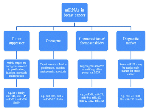 Figure 1. Functional characterization of different miRNAs in breast cancer.