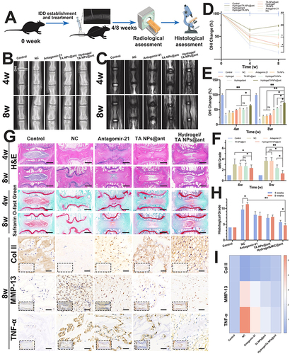 Figure 5 In vivo therapeutic effects in a rat IVDD model. (A) Schematic illustration showing the overall processes of animal experiments. (B) X-ray and (C) MRI images of rat coccygeal vertebral discs at different time points indicated that the height and water content of the degenerative intervertebral disc were significantly improved after treatment with the Hydrogel/TA NPs@ant. (D and E) The changes in DHI and (F) MRI grade at 4 and 8 w quantitatively confirmed the repair effect of IVDD implanted with Hydrogel/TA NPs@ant. (G) Representative images of H&E, safranin-O/fast green, Col II, MMP-13 and TNF-α immunohistochemical staining of different treatments at 4 and 8 w (scale bars, 1 mm (for H&E, safranin-O/fast green), 50 μm (for immunohistochemical staining)). The histological results further confirmed the role of the Hydrogel/TA NPs@ant in improving the metabolic balance of the ECM in degenerative nucleus pulposus and inhibiting the infiltration of inflammatory factors. (H) The histological grades in different groups further proved the synergistic effect of antagomir-21, TA NPs and the hydrogel on nucleus pulposus regeneration. (I) Heatmap represents the total intensity of Col II, MMP-13 and TNF-α immunohistochemical staining in nucleus pulposus of different treatments at 8 w. Reprinted from Biomaterials, volume: 298, Wang Y, Wu Y, Zhang B, et al. Repair of degenerative nucleus pulposus by polyphenol nanosphere-encapsulated hydrogel gene delivery system. 122132. Copyright 2023, with permission from Elsevier.Citation113