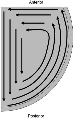 Figure 4. 2D axisymmetric representation of general pattern of convective flow in the posterior vitreous humor based on work by Bonfiglio et al. (2013). In the posterior vitreous, particles follow a roughly circular circulation pattern independent of anterior vitreous patterns, flowing towards the posterior in the center of the eye, then following the vitreoretinal border in anterior flow towards the ocular equator, and finally flowing radially back to the center of the eye.Citation55