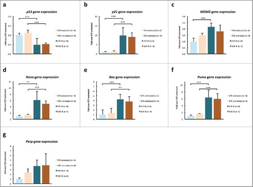 Figure 6. p53 target gene expression in thymocytes of adult, male p53 R72P mice untreated or treated with 6.135 Gy IR and killed at 4 h following treatment, expressed as fold change over untreated P/P mice (value set at 1.00) (A) p53 P/P untreated mean = 1.00 ± 0.10, P/P IR mean = 0.48 ± 0.35, p = 6.37× 10−05; R/R untreated mean = 1.12 ± 0.15, R/R IR mean = 0.52 ± 0.07, p = 1.73× 10−05 (B) p21 P/P untreated mean = 1.00 ± 0.27, P/P IR mean = 9.86 ± 4.14, p = 3.59× 10−06; R/R untreated mean = 1.37 ± 0.33, R/R IR mean = 9.11 ± 2.09, p = 1.47× 10−05 (C) MDM2 P/P untreated mean = 1.00 ± 0.28, P/P IR mean = 2.17 ± 0.30 p = 9.61× 10−04; R/R untreated mean = 1.48 ± 0.16, R/R IR mean = 1.81 ± 0.49, ns (D) Noxa P/P untreated mean = 1.00 ± 0.23, P/P IR mean = 6.08 ± 2.73, p = 1.24× 10−04; R/R untreated mean = 1.39 ± 0.23, R/R IR mean = 4.94 ± 0.92, p = 0.002 (E) Bax P/P untreated mean = 1.00 ± 0.30, P/P IR mean = 4.28 ± 1.53, p = 8.89× 10−05; R/R untreated mean = 1.31 ± 0.16, R/R IR mean = 3.79 ± 0.80, p = 0.001 (F) Puma P/P untreated mean = 1.00 0.28, P/P IR mean = 6.34 ± 2.17, p = 6.53× 10−06; R/R untreated mean = 1.59 ± 0.15, R/R IR mean = 5.91 ± 1.51, p = 5.66× 10−05 (G) Perp P/P untreated = 1.00 ± 0.25, P/P IR mean = 3.73 ± 1.31, ns; R/R untreated mean = 2.30 ± 0.84, R/R IR mean = 3.94 ± 2.43, ns: One-way ANOVA followed by Tukey's multiple comparisons test ± refers to standard deviation ns = not significant * p < 0.05, ** p <0.01, *** p <0.001.