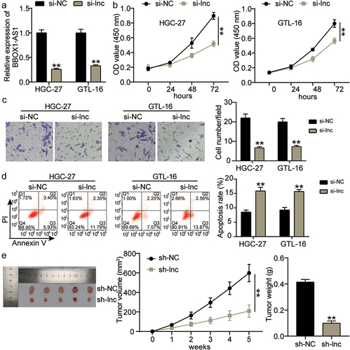 Figure 2. BBOX1-AS1 inhibited the GC cell proliferation and invasion, promoted apoptosis in vitro, and reduced tumor growth in vivo. (a) The expression level of BBOX1-AS1 in si-NC and si-lnc groups of HGC-27 and GTL-16 cell lines was evaluated by qRT-PCR. (b) The OD450nm at si-NC and si-lnc groups of HGC-27 and GTL-16 cell lines were evaluated by CCK-8 assay. **P < 0.001 vs si-NC. (c) The cell invasion of HGC-27 and GTL-16 cell lines transfected with si-NC and si-lnc was assessed by Transwell assay. Si-NC, silencer negative control; si-lnc, silencer BBOX1-AS1. **P < 0.001 vs si-NC. (d) The cell apoptosis of HGC-27 and GTL-16 cell lines transfected with si-NC and si-lnc was assessed by flow cytometry. **P < 0.001 vs si-NC. (e) The tumor volume and weight were measured in groups of sh-NC and sh-lnc. Sh-NC, knockdown negative control; sh-lnc, knockdown BBOX1-AS1. **P < 0.001 vs sh-NC.